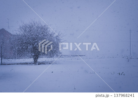 雪降る朝 雪降る朝 137968241