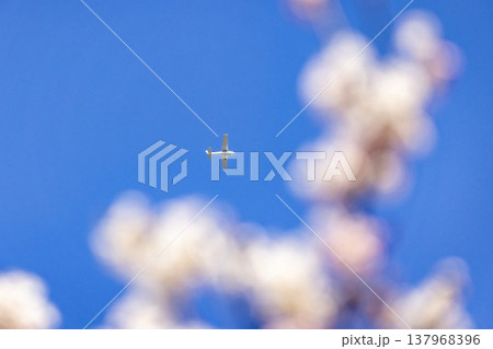 福井市 宮ノ下地区の満開の桜のあいだを飛ぶ白いセスナ機と青空 137968396