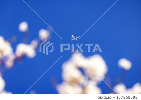 福井市 宮ノ下地区の満開の桜のあいだを飛ぶ白いセスナ機と青空 137968398