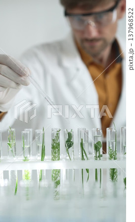 Man scientist wearing a lab coat, white gloves and protective glasses, is dripping liquid from a pipette into a test tube with a green plant inside, vertical portrait. Science and medicine concepts 137968522