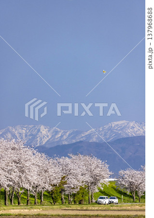 桜爛漫の空をゆくラジコン飛行機、春の穏やかな休日の風景 桜爛漫の空をゆくラジコン飛行機、春の穏やかな休日の風景 137968688