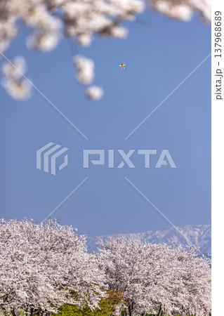 桜爛漫の空をゆくラジコン飛行機、春の穏やかな休日の風景 桜爛漫の空をゆくラジコン飛行機、春の穏やかな休日の風景 137968689