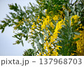 ミモザ 137968703