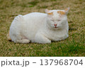 猫 137968704