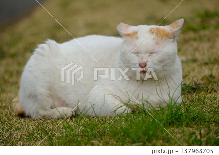 猫 猫 137968705
