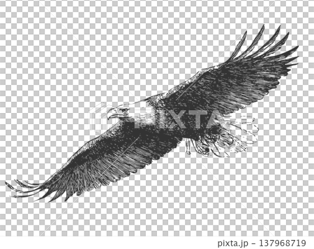 Flying Eagle Illustration Vintage Engraved Vector Spread Wings Bird of Prey 137968719