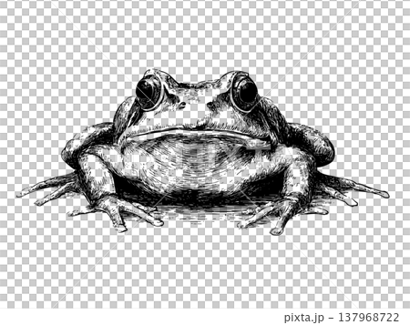 Frog Illustration Mascot Vintage Engraved Vector Amphibian Logo Design 137968722