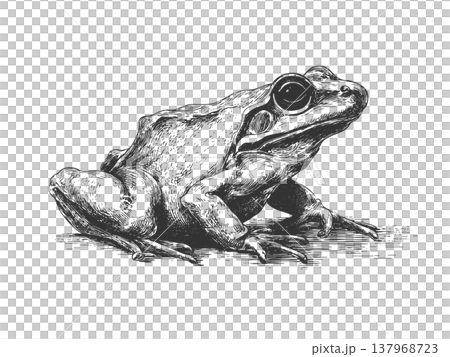 Frog Illustration Vintage Engraved Vector Amphibian Wildlife Nature Drawing Frog Illustration Vintage Engraved Vector Amphibian Wildlife Nature Drawing 137968723