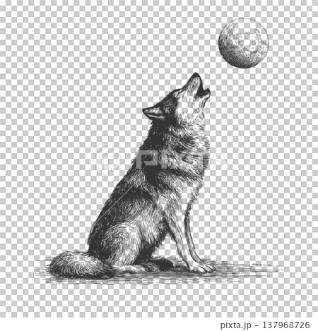Wolf Howling at the Moon Illustration Vintage Engraved Vector Mystic Night Scene Wolf Howling at the Moon Illustration Vintage Engraved Vector Mystic Night Scene 137968726