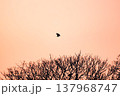 夕日を飛ぶ鳥 137968747