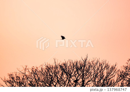 夕日を飛ぶ鳥 137968747