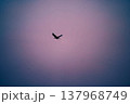 飛翔する鳥 137968749