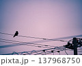 電線に止まる鳥 137968750