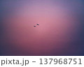 空を飛ぶ鳥 137968751