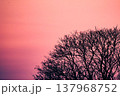 夕焼けに染まる木 137968752