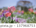チューリップ畑に咲く一輪のチューリップ 137968753