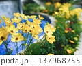 黄色い花 137968755