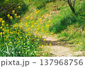 土手に咲く菜の花 137968756
