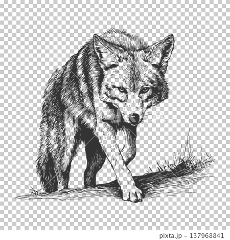 Coyote Attack Illustration Vintage Engraved Vector Aggressive Wild Animal Action 137968841