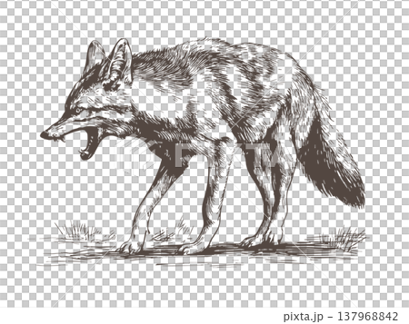 Coyote Attack Logo Illustration Vintage Engraved Vector Wild Predator Mascot 137968842