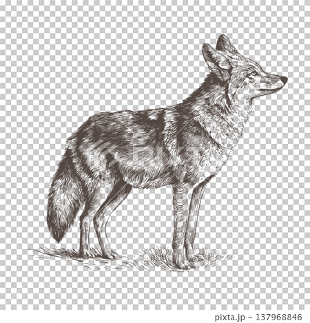 Coyote Logo Illustration Vintage Engraved Vector Wild Animal Emblem Design 137968846