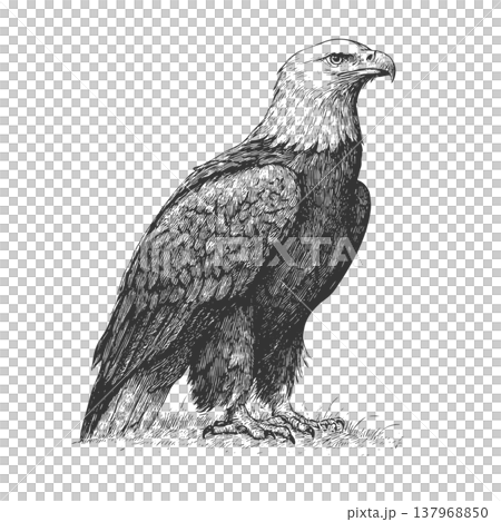 Eagle Illustration Tattoo Style Vintage Engraved Vector Fierce Bird of Prey Eagle Illustration Tattoo Style Vintage Engraved Vector Fierce Bird of Prey 137968850