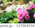 濃いピンクの花 137968938