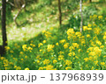 春の訪れを告げる菜の花 137968939