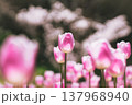 春の光を浴びるチューリップ 137968940