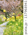 桜と菜の花のある風景 137968941