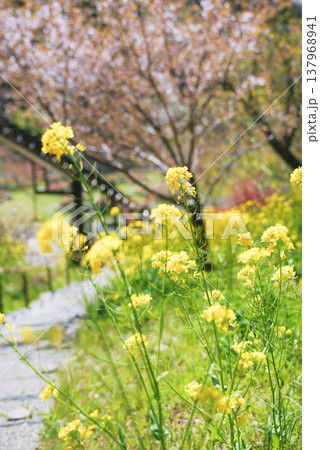 桜と菜の花のある風景 137968941