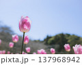 空に向かって咲くチューリップ 137968942