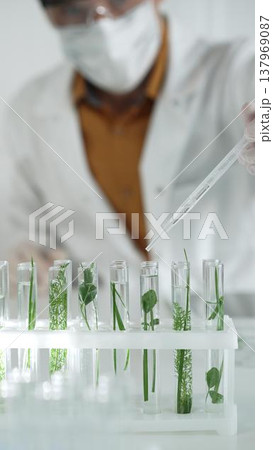 Man scientist wearing a lab coat, white protective gloves and face mask is dripping liquid into test tubes containing herbs for analysis in a laboratory, close up. Science and medicine Man scientist wearing a lab coat, white protective gloves and face mask is dripping liquid into test tubes containing herbs for analysis in a laboratory, close up. Science and medicine 137969087