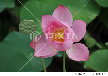 水面に浮かぶ蓮の花 水面に浮かぶ蓮の花 137969413