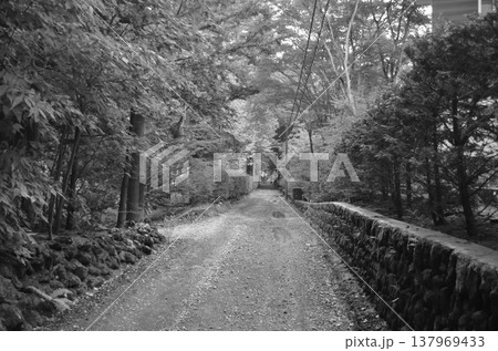 緑あふれる軽井沢の静寂の道 緑あふれる軽井沢の静寂の道 137969433