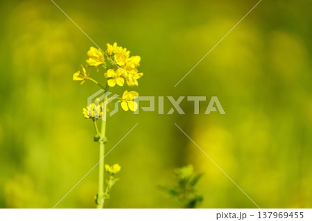菜の花 137969455