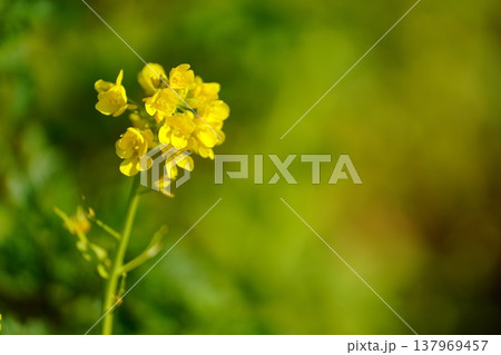 菜の花 菜の花 137969457