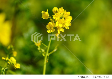 菜の花 137969458