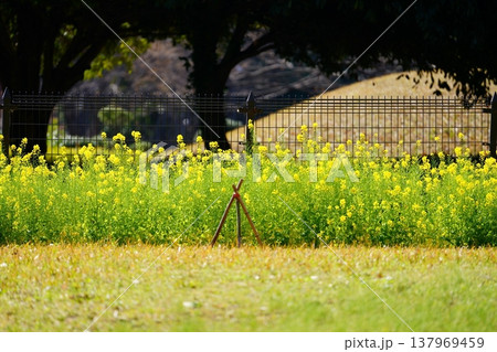 菜の花 菜の花 137969459