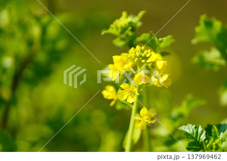 菜の花 菜の花 137969462