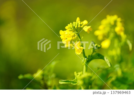 菜の花 137969463