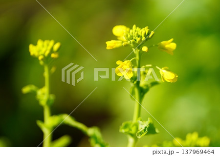 菜の花 137969464