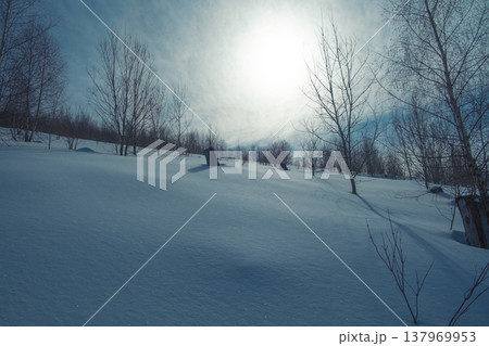 Snow covered hills of majestic forest. Mighty pine, spruce trees, plants. Soft cold sunset light. winter scene. Nature, seasons, environment Snow covered hills of majestic forest. Mighty pine, spruce trees, plants. Soft cold sunset light. winter scene. Nature, seasons, environment 137969953