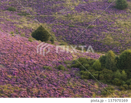 Heather in Bloom, Posbank National park Veluwe, Purple Pink Blooming heater in Posbank Rheden, Netherlands. Aerial Shot. 137970169