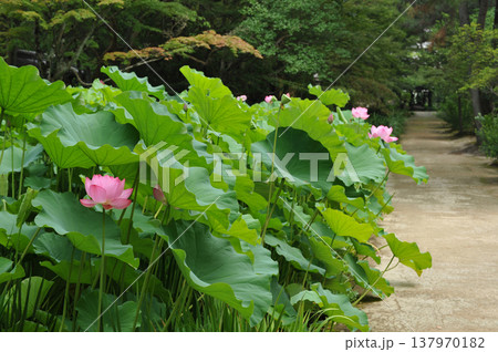 夏 蓮の花 夏 蓮の花 137970182