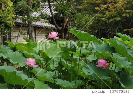 夏 蓮の花 夏 蓮の花 137970185