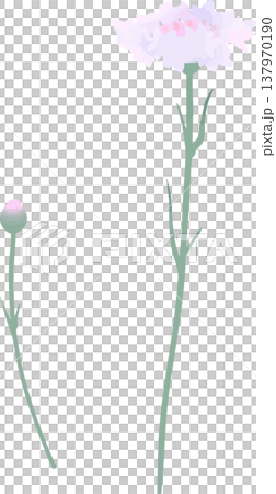 白色與粉紅色矢車菊插圖 | 柔和的春夏花卉向量素材 白色與粉紅色矢車菊插圖 | 柔和的春夏花卉向量素材 137970190