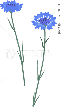 青い矢車菊のイラスト|春夏のフラットベクター素材 青い矢車菊のイラスト|春夏のフラットベクター素材 137970191