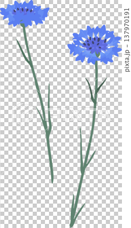 青い矢車菊のイラスト|春夏のフラットベクター素材 青い矢車菊のイラスト|春夏のフラットベクター素材 137970191