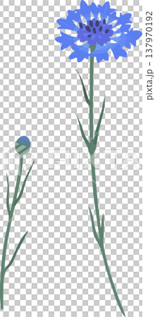 Blue cornflower illustration | Spring/Summer flat vector material Blue cornflower illustration | Spring/Summer flat vector material 137970192